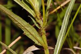 <i>Tricliceras <i>longepedunculatum</i></i> var. longepedunculatum resmi