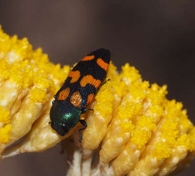 Image of Castiarina bicolor (Gory & Laporte 1838)