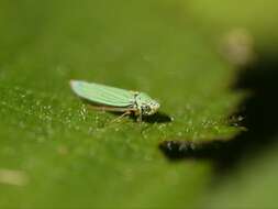 Image of Blue-Green Sharpshooter