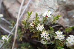 Image of Pimelea oreophila Burrows