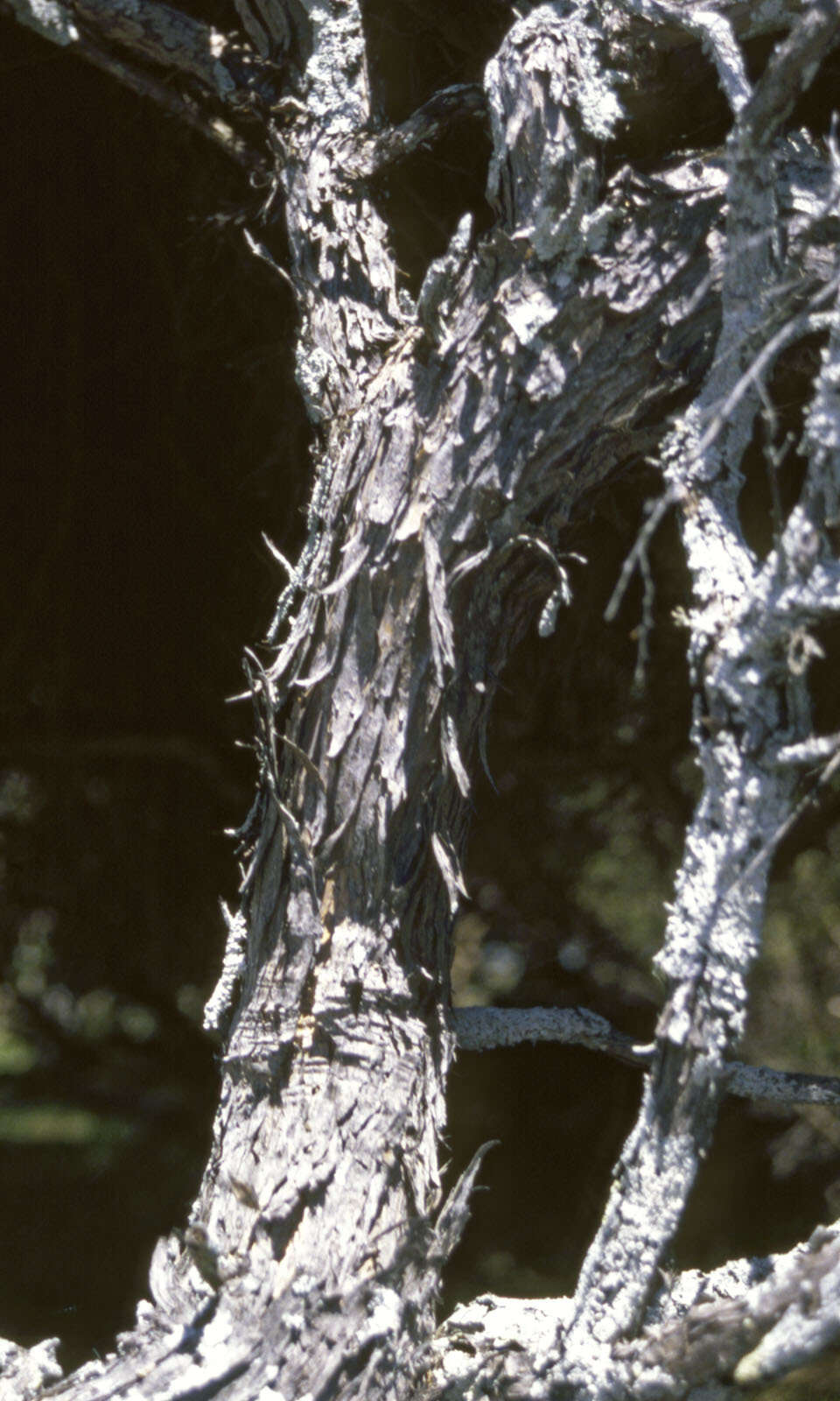 صورة Kunzea toelkenii de Lange