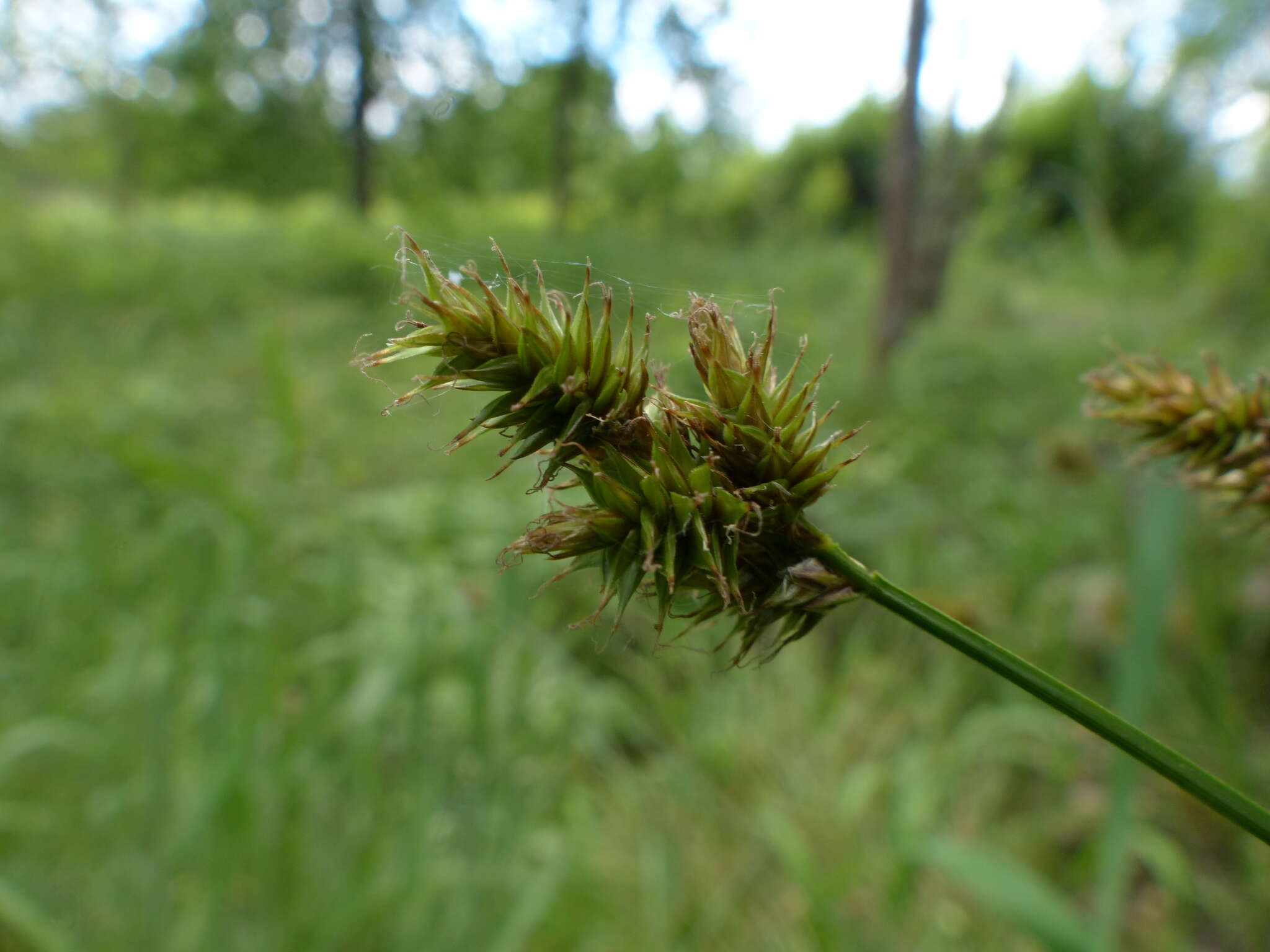 Image of Thick-Head Sedge