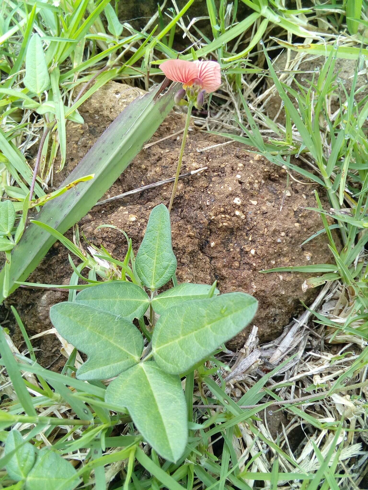 Слика од Macroptilium gibbosifolium (Ortega) A. Delgado