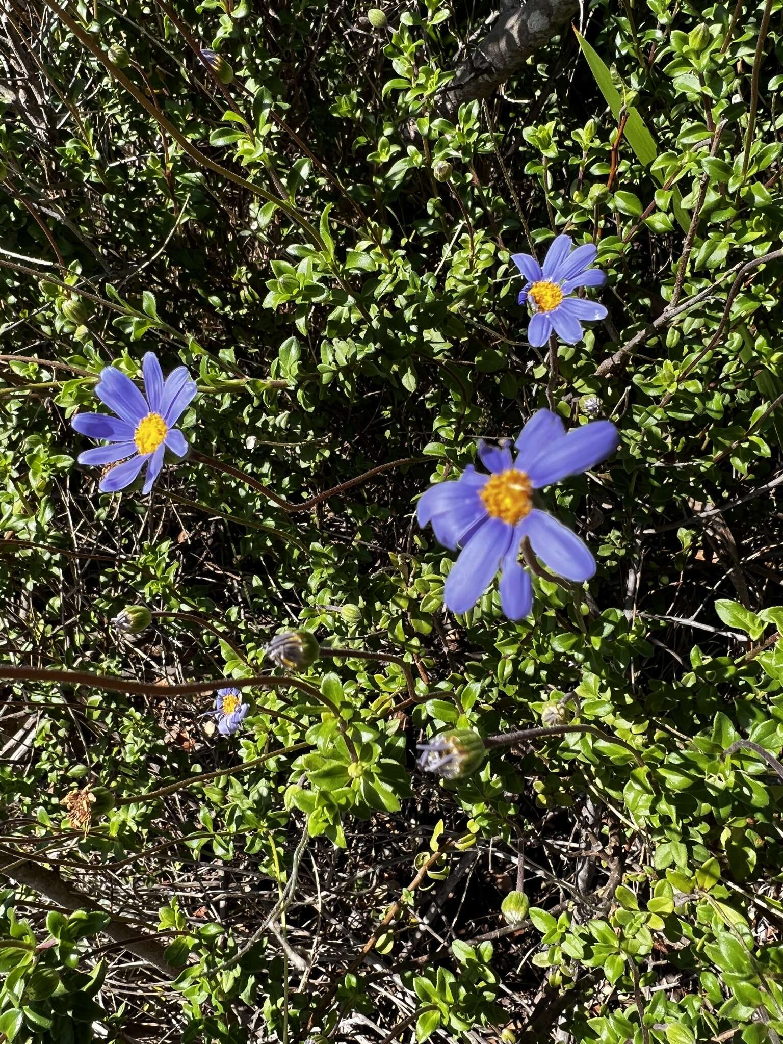 Imagem de Felicia aethiopica subsp. aethiopica