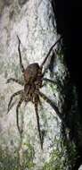 صورة Dolomedes raptor Bösenberg & Strand 1906