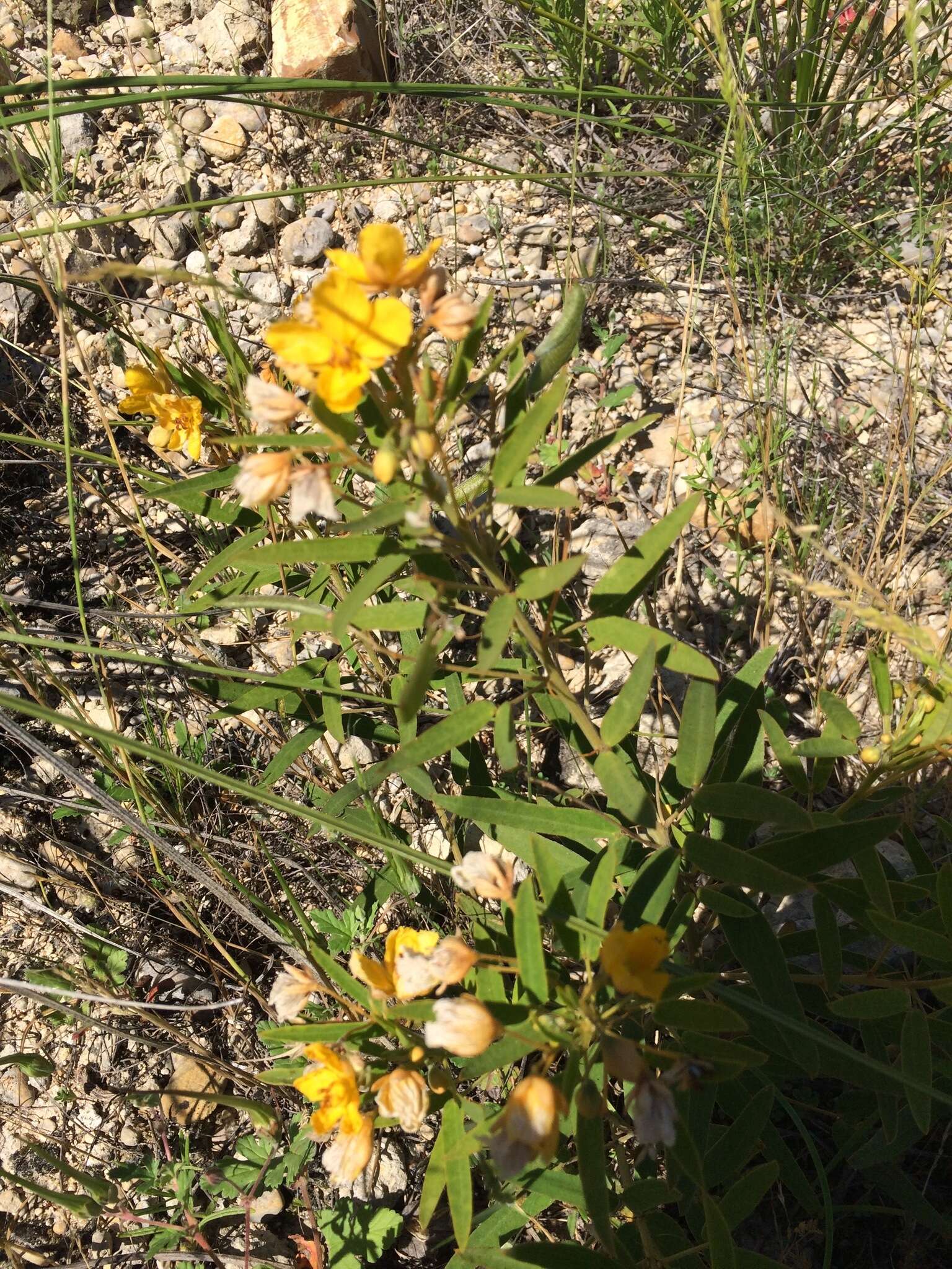 Sivun Senna roemeriana (Scheele) H. S. Irwin & Barneby kuva