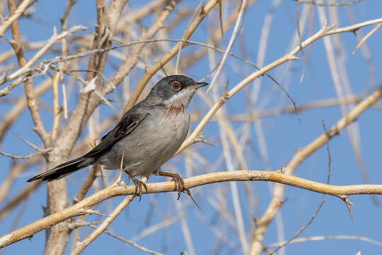 Image of Menetries's Warbler