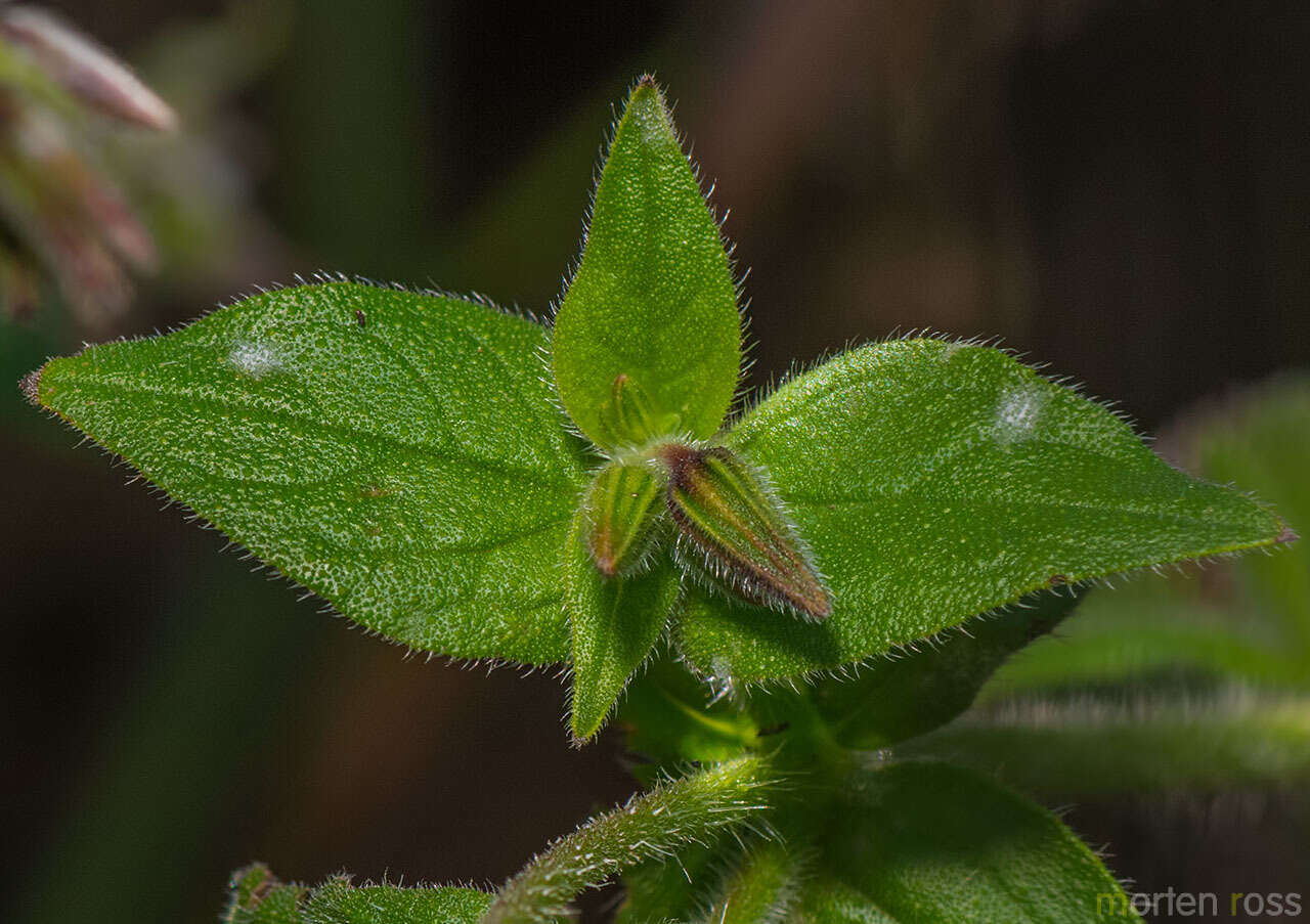 Image of Trichodesma microcalyx Balf. fil.