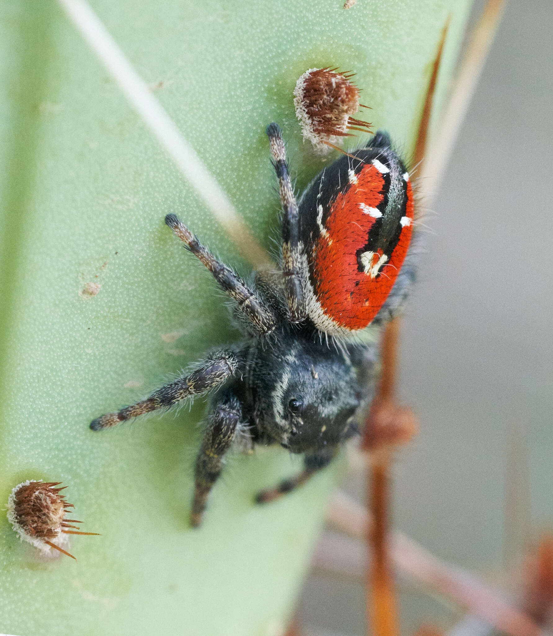 Image of Phidippus carneus Peckham & Peckham 1896