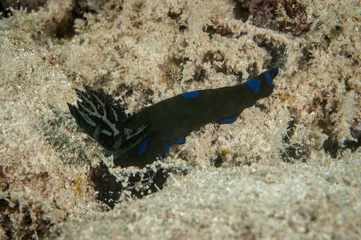 Image of Morose black and blue slug