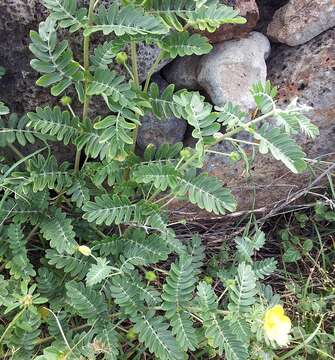 Image of Jamaican feverplant