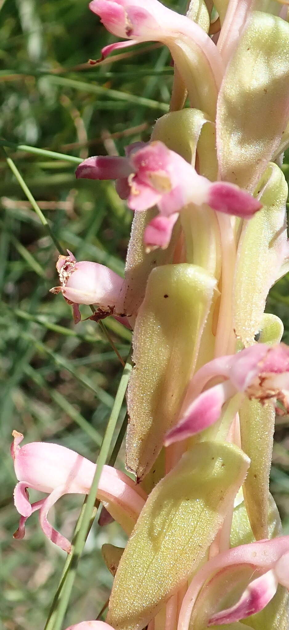 Image of Satyrium longicauda var. jacottetianum (Kraenzl.) A. V. Hall