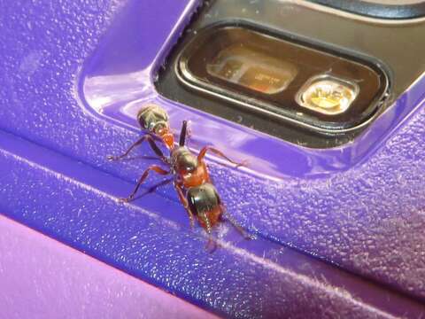 Sivun Pseudomyrmex gracilis (Fabricius 1804) kuva