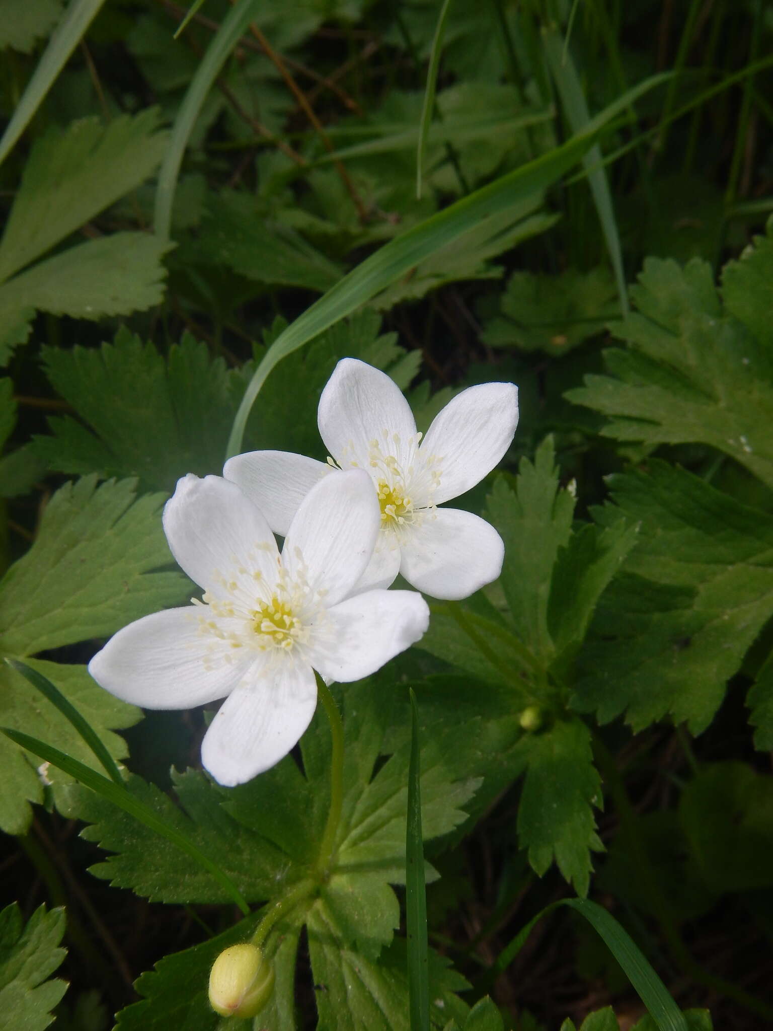 Image of Anemonastrum baicalense (Turcz.) Mosyakin