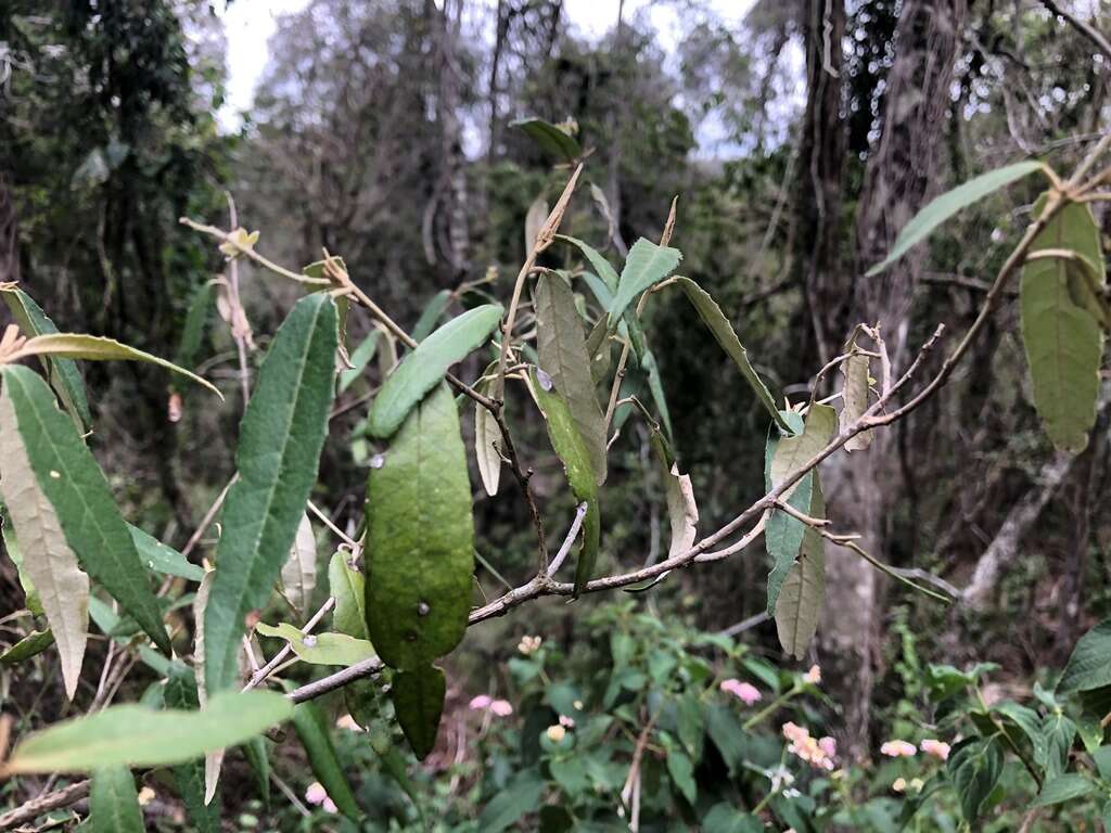 Sivun Croton stigmatosus F. Muell. kuva