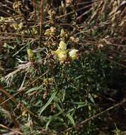 Image de Linaria biebersteinii Besser