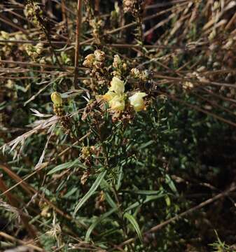 Plancia ëd Linaria biebersteinii Besser