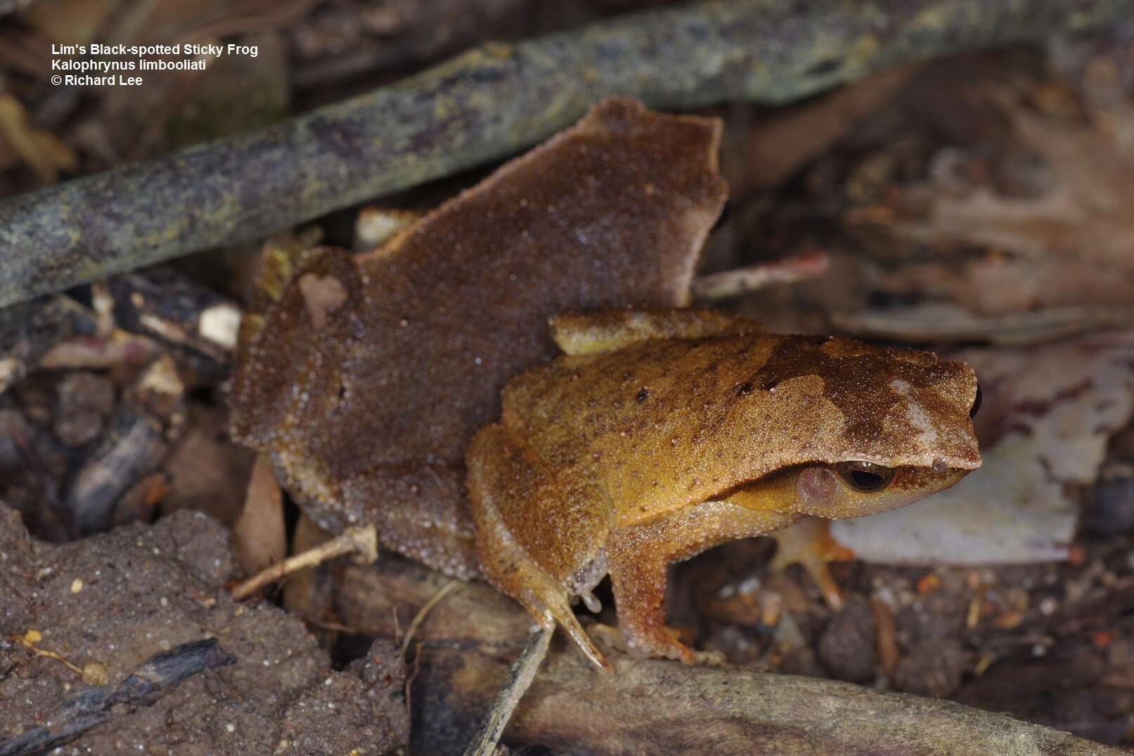 Image de Kalophrynus limbooliati Matsui, Nishikawa, Belabut, Ahmad & Yong 2012