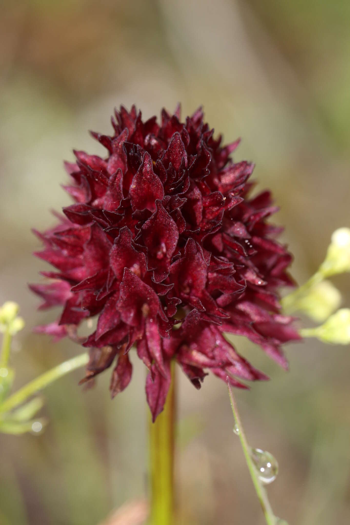 Image of Gymnadenia austriaca (Teppner & E. Klein) P. Delforge