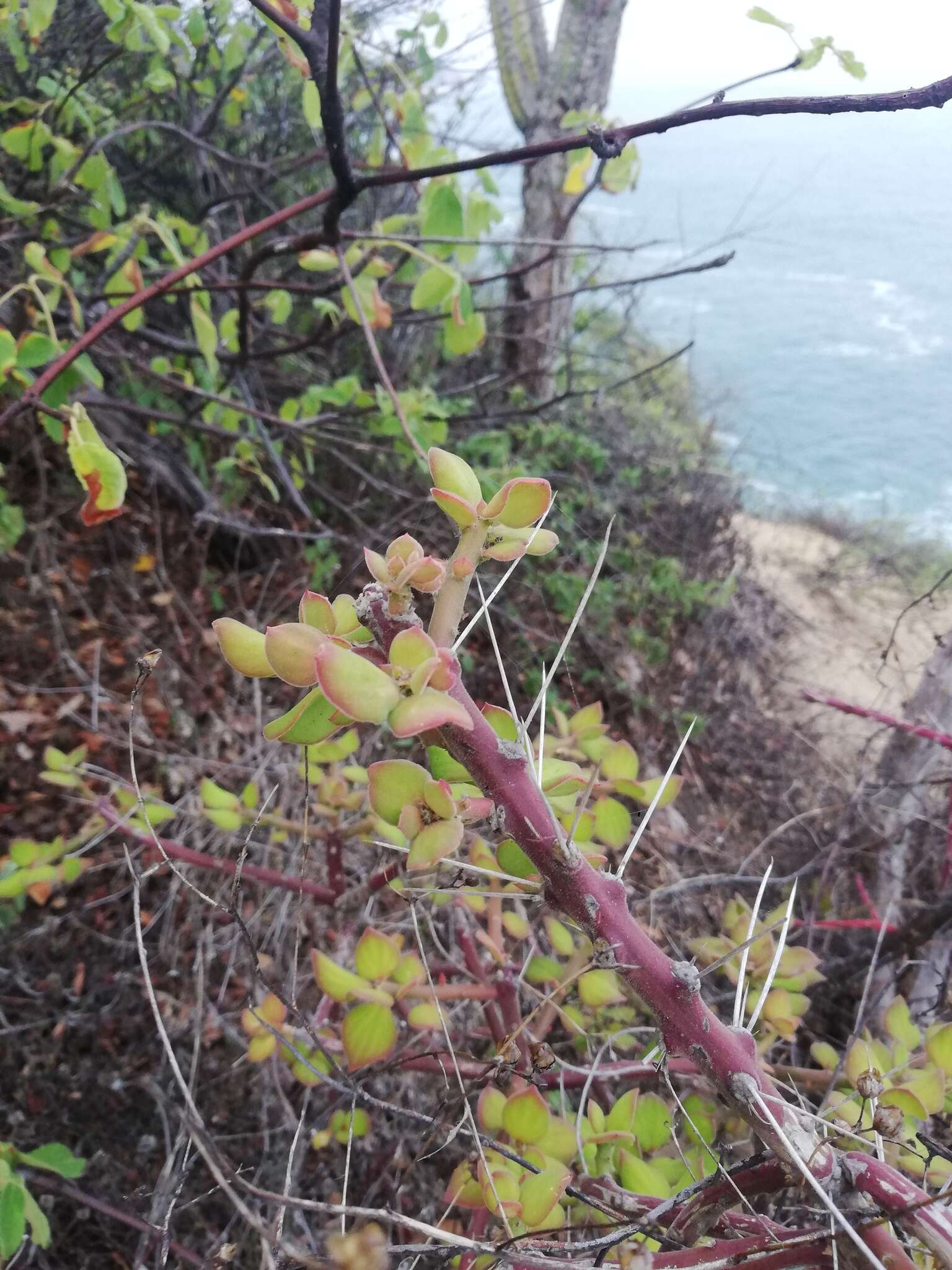 Image of Pereskiopsis rotundifolia (DC.) Britton & Rose