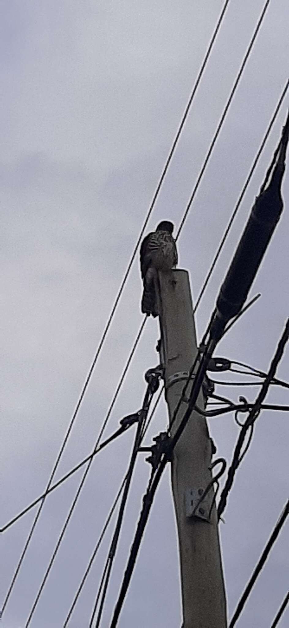 Image of Chilean Hawk