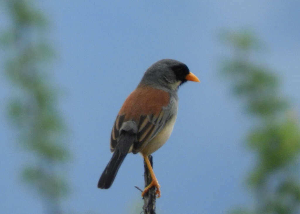 Image of Buff-bridled Inca Finch