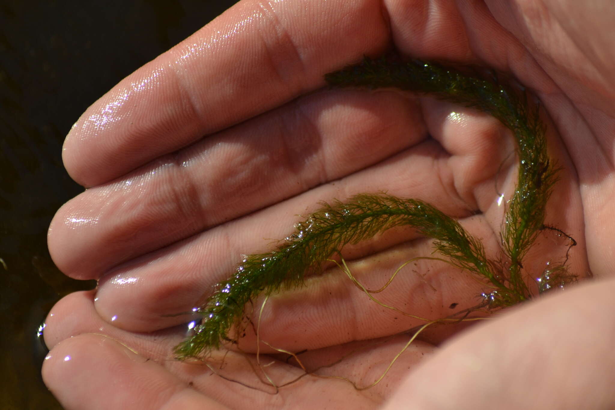 Image of Alternate Water-milfoil