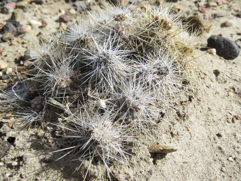 Imagem de Pterocactus hickenii Britton & Rose