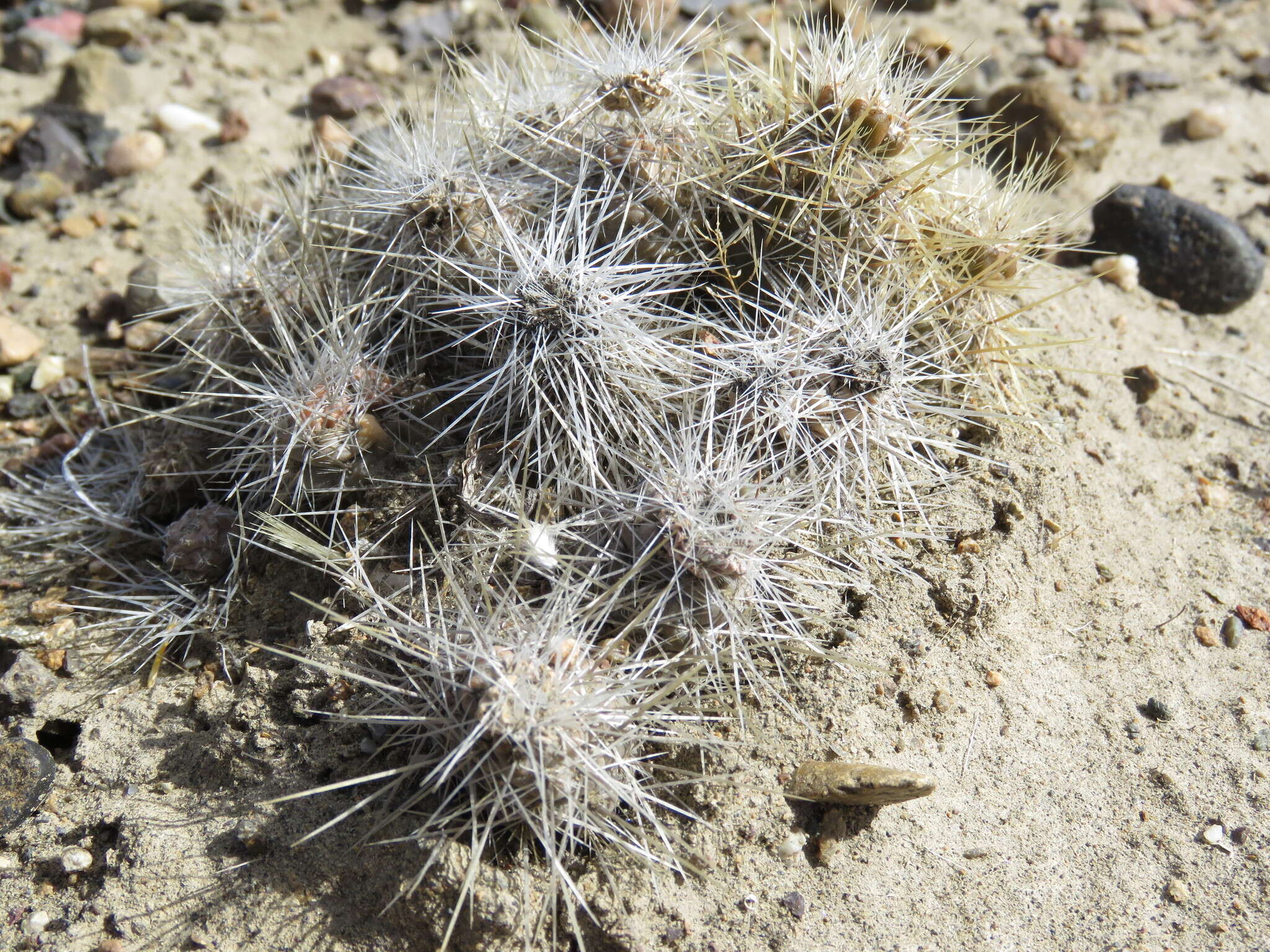 Image of Pterocactus hickenii Britton & Rose