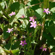 Image of Buckley's Mountain-Pink