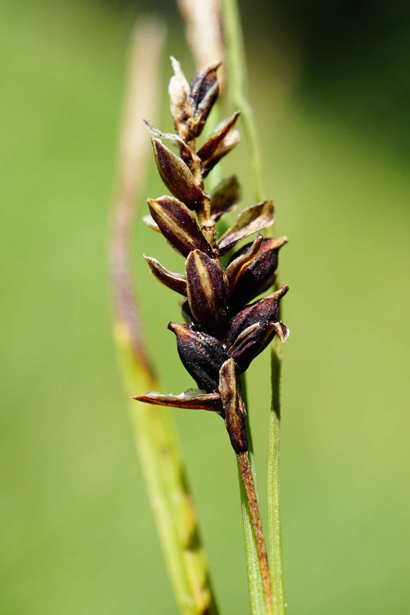 Imagem de Carex panicea L.