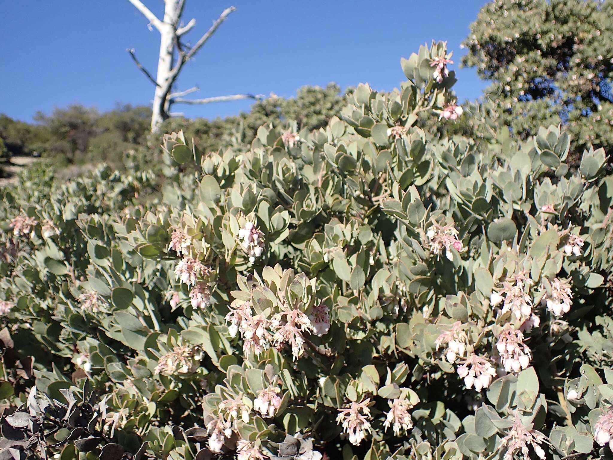 Image de Arctostaphylos canescens subsp. canescens