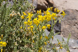 Image of Solanum chilense (Dun.) Reiche