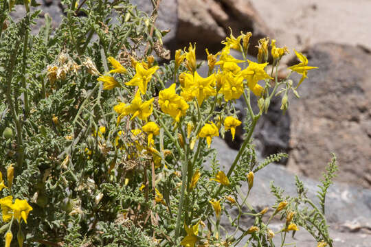 Image of Solanum chilense (Dun.) Reiche