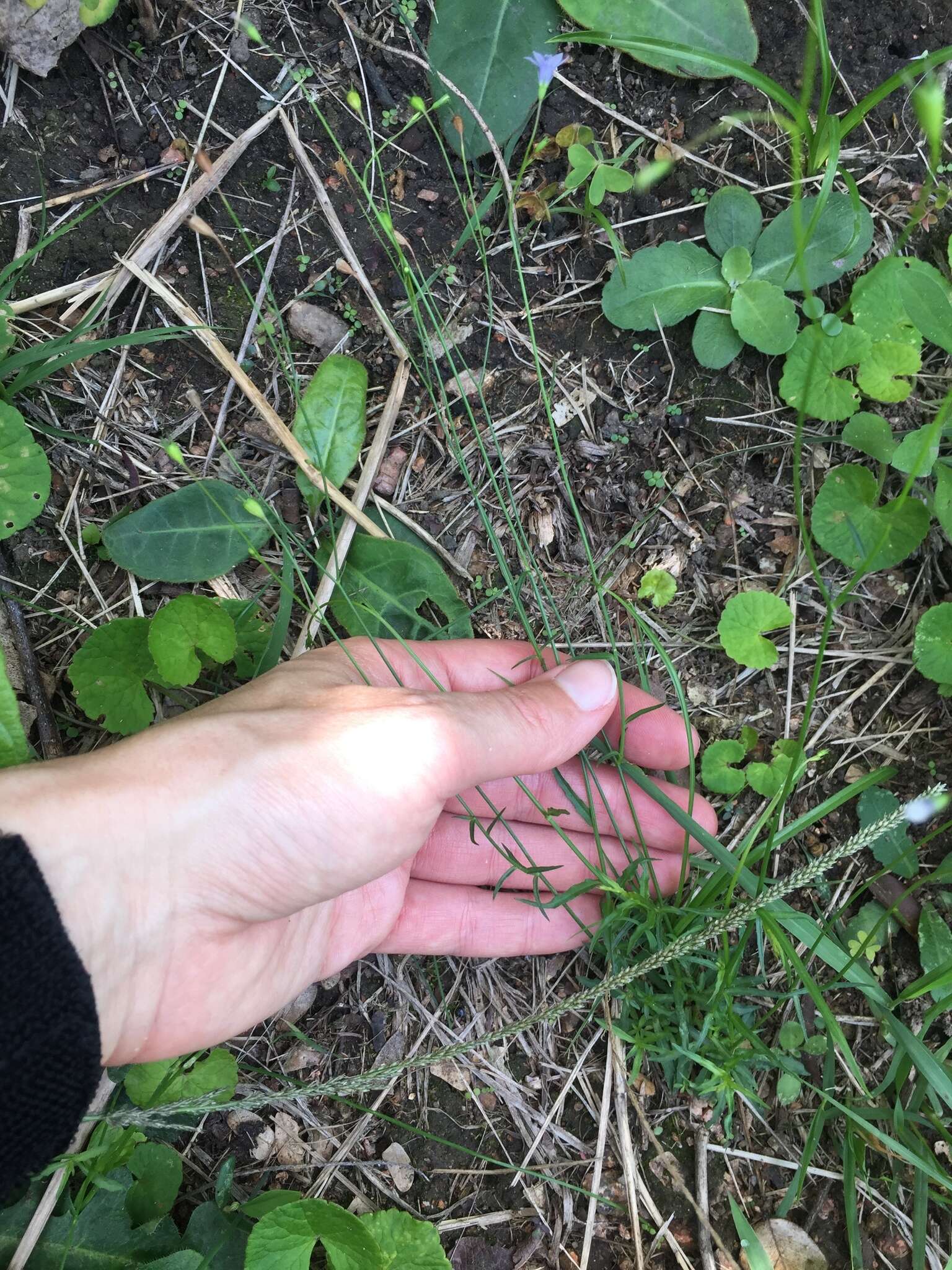 Image of Wahlenbergia krebsii subsp. krebsii