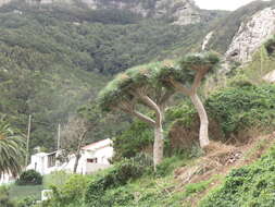 Image de Dragonnier des Canaries