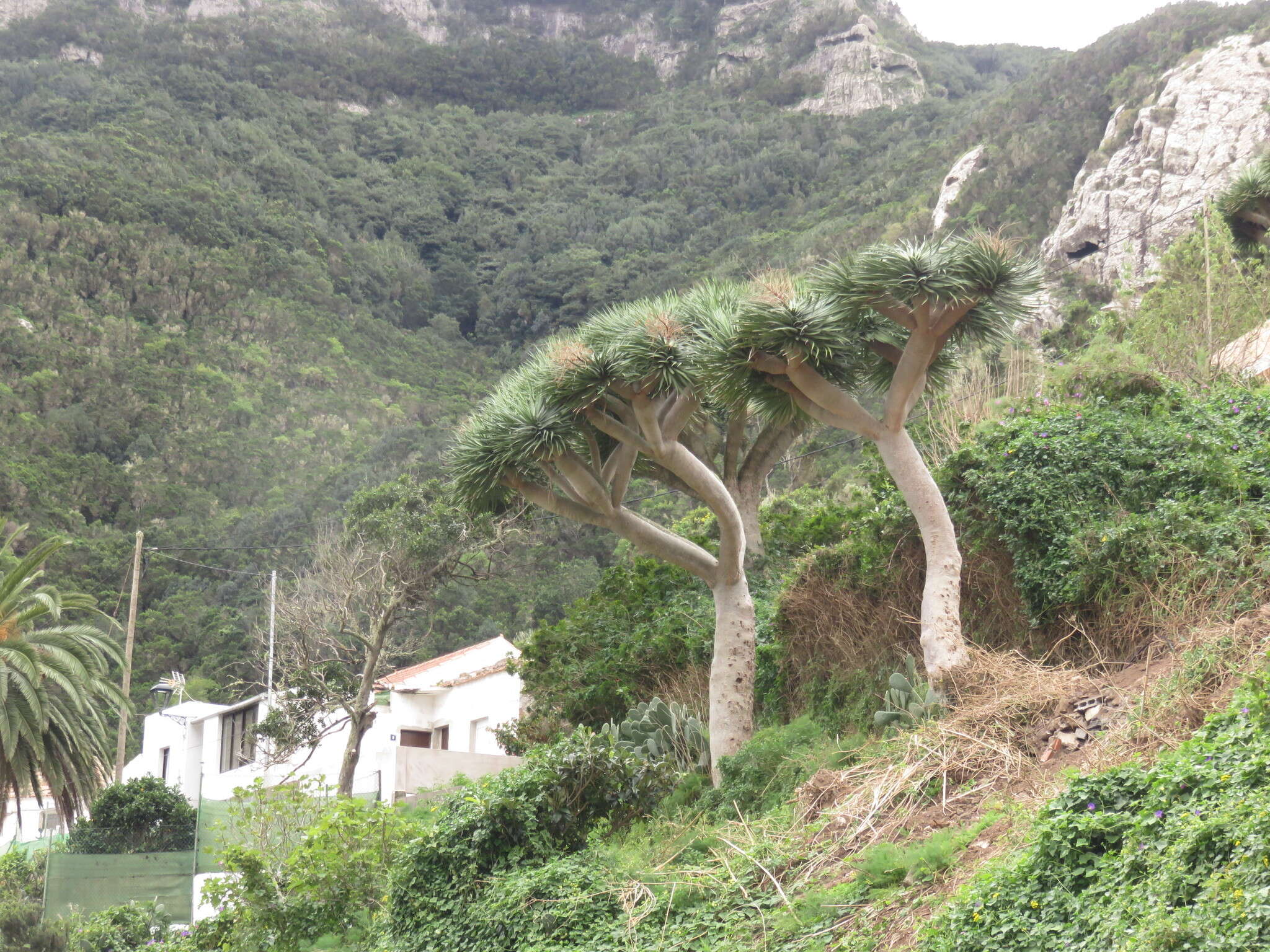 Image de Dragonnier des Canaries