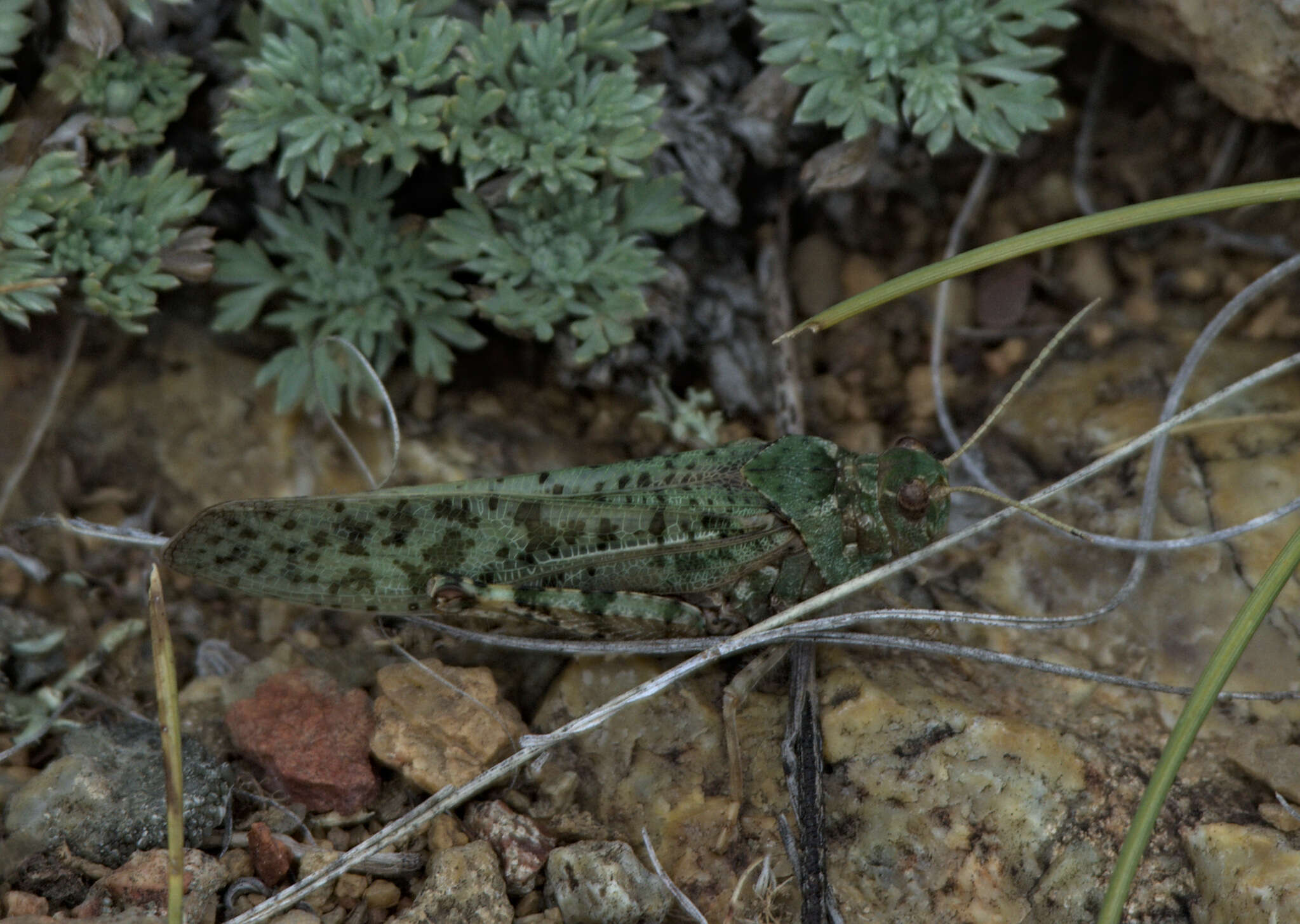 Angaracris barabensis (Pallas 1773)的圖片