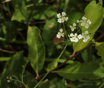 Image of spreading hedgeparsley