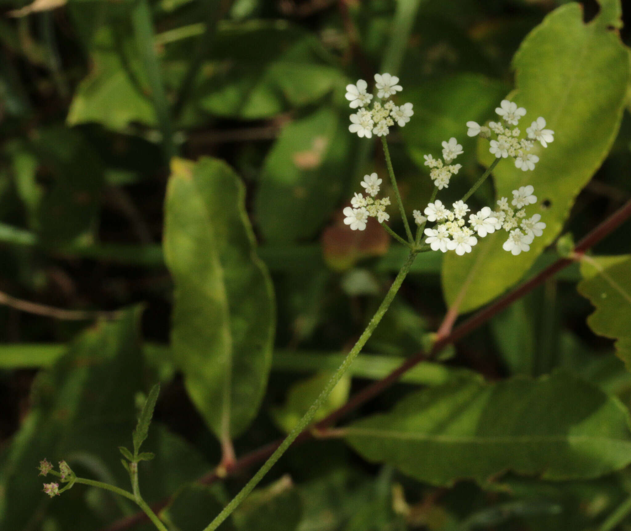 Imagem de Torilis arvensis subsp. arvensis