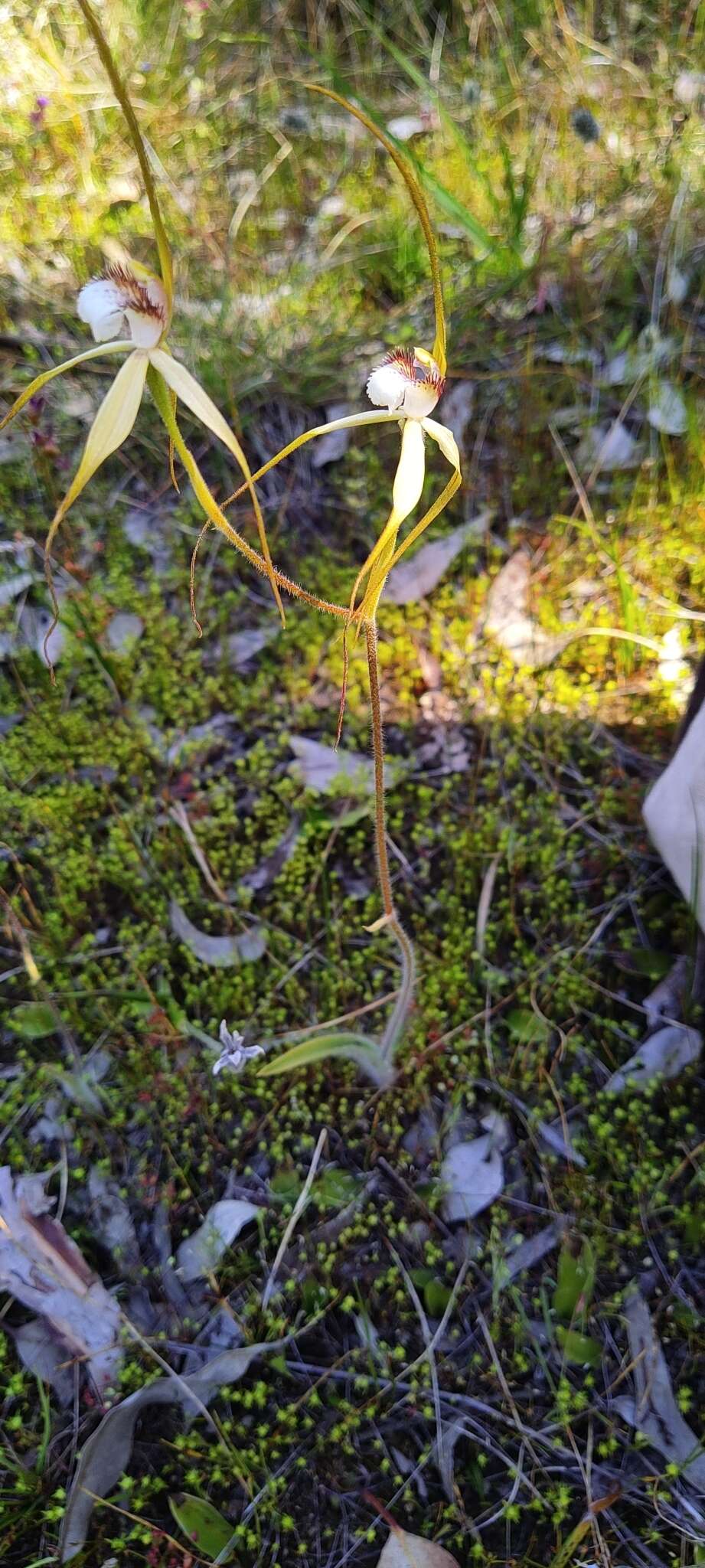 Image of Northern darting spider orchid