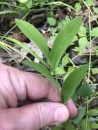 Image of Florida Bellwort