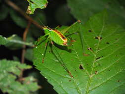 Image of Andreiniimon nuptialis (Karny 1918)