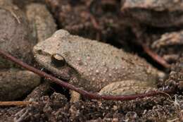 Image of Booroolong Frog