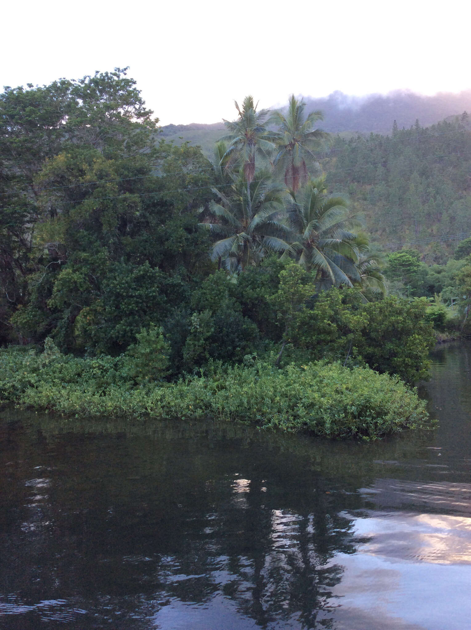 Image of coconut palm