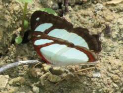 Image of Pyrrhogyra crameri Aurivillius