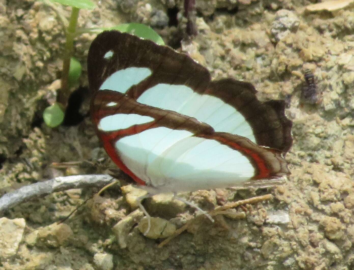 Image of Pyrrhogyra crameri Aurivillius