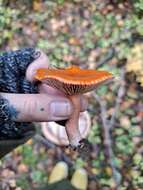 Слика од Lactarius aurantiacus (Pers.) Gray 1821