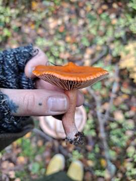 Слика од Lactarius aurantiacus (Pers.) Gray 1821