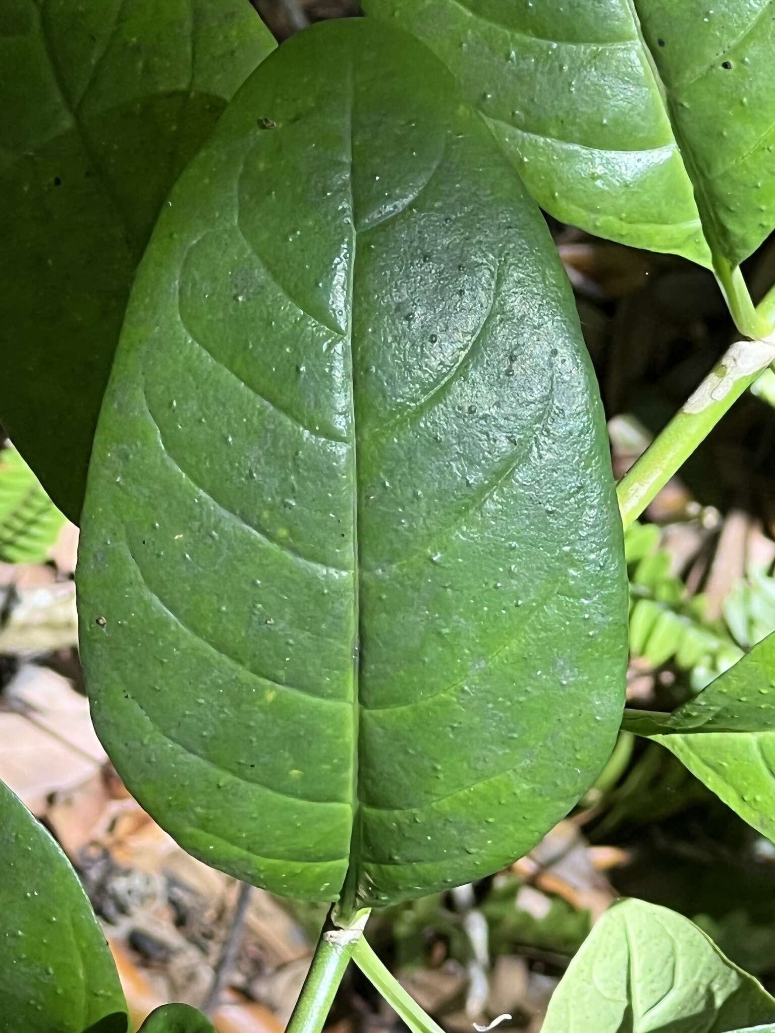 Imagem de Psychotria punctata Vatke